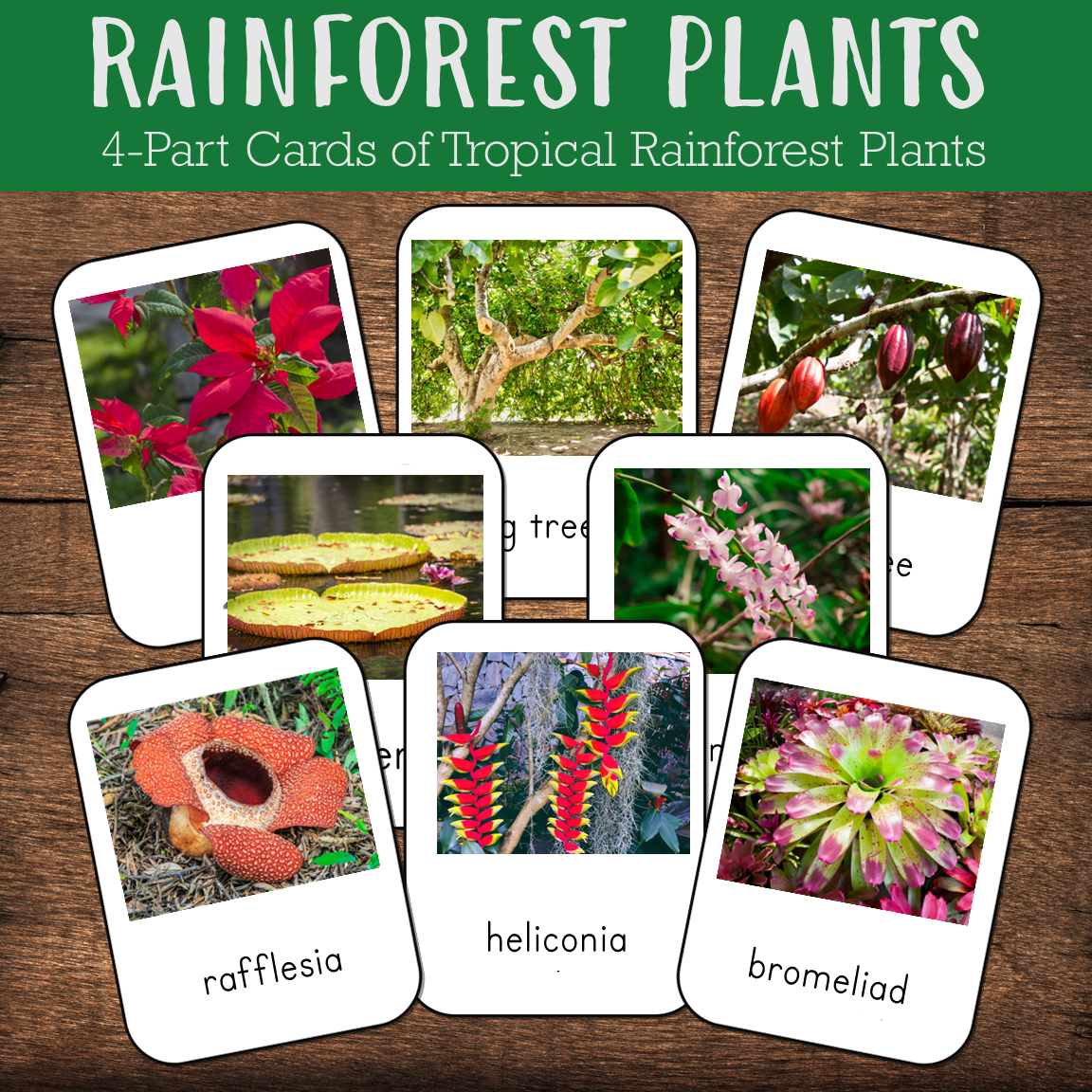 Rainforest Plants Montessori Cards