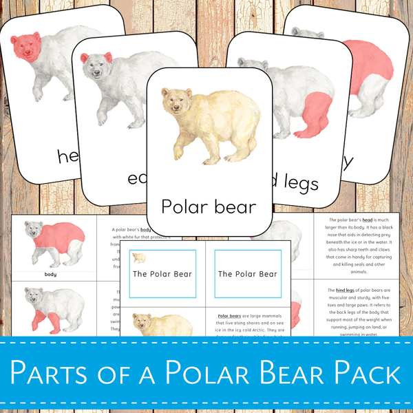 Montessori Parts of a Polar Bear