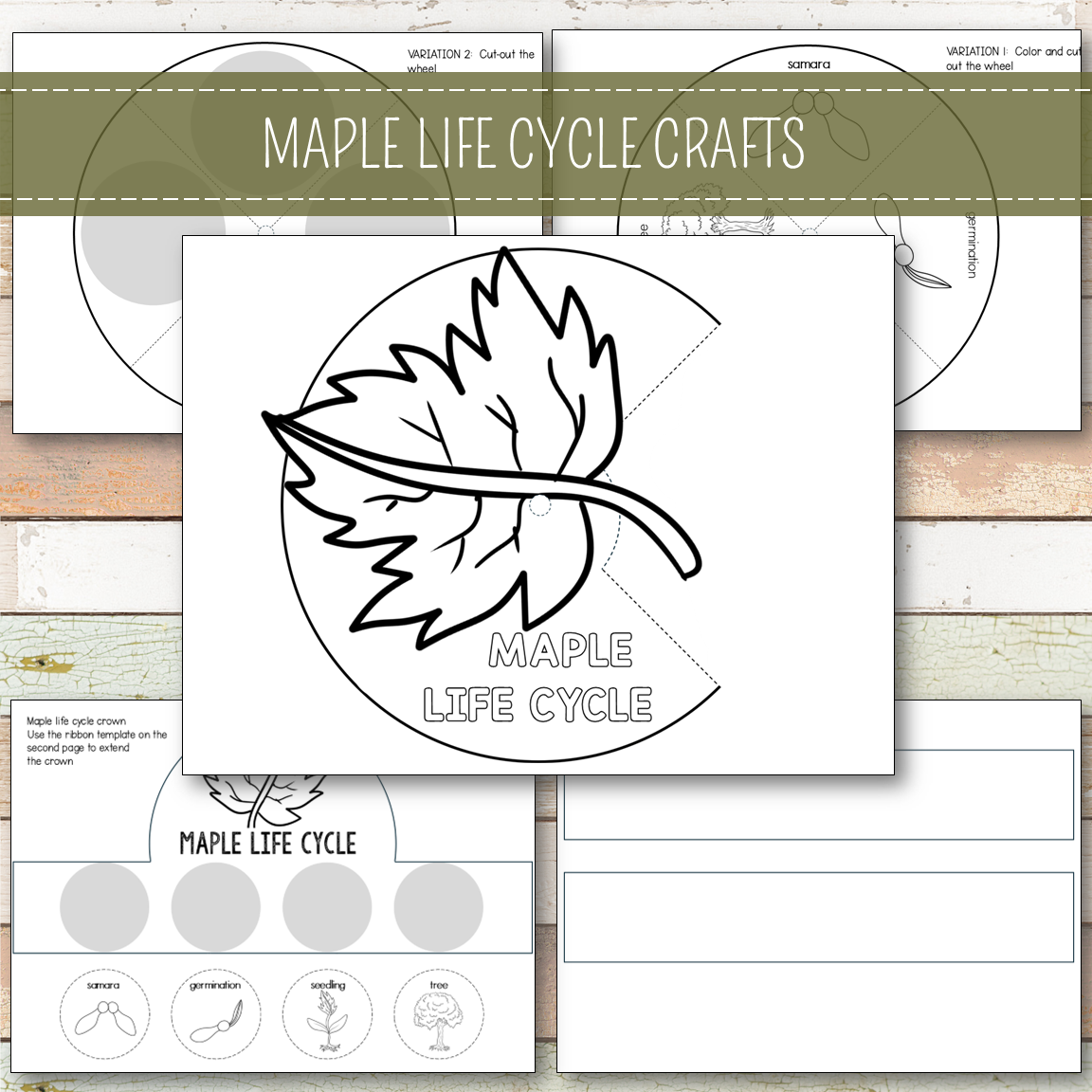 Maple Tree Life Cycle - Montessori Inspired