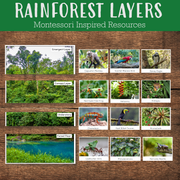 Layers of Rainforest Montessori Inspired