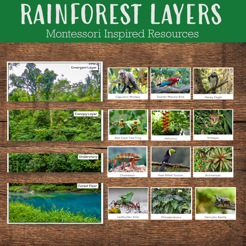 Layers of Rainforest Montessori Inspired Materials