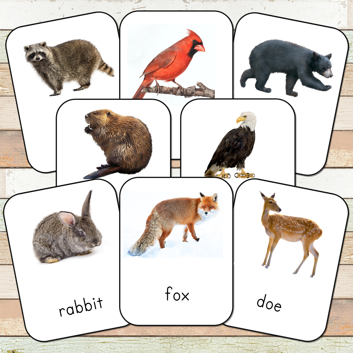 Montessori Nature Toobs 3 Part Cards [EDITABLE]