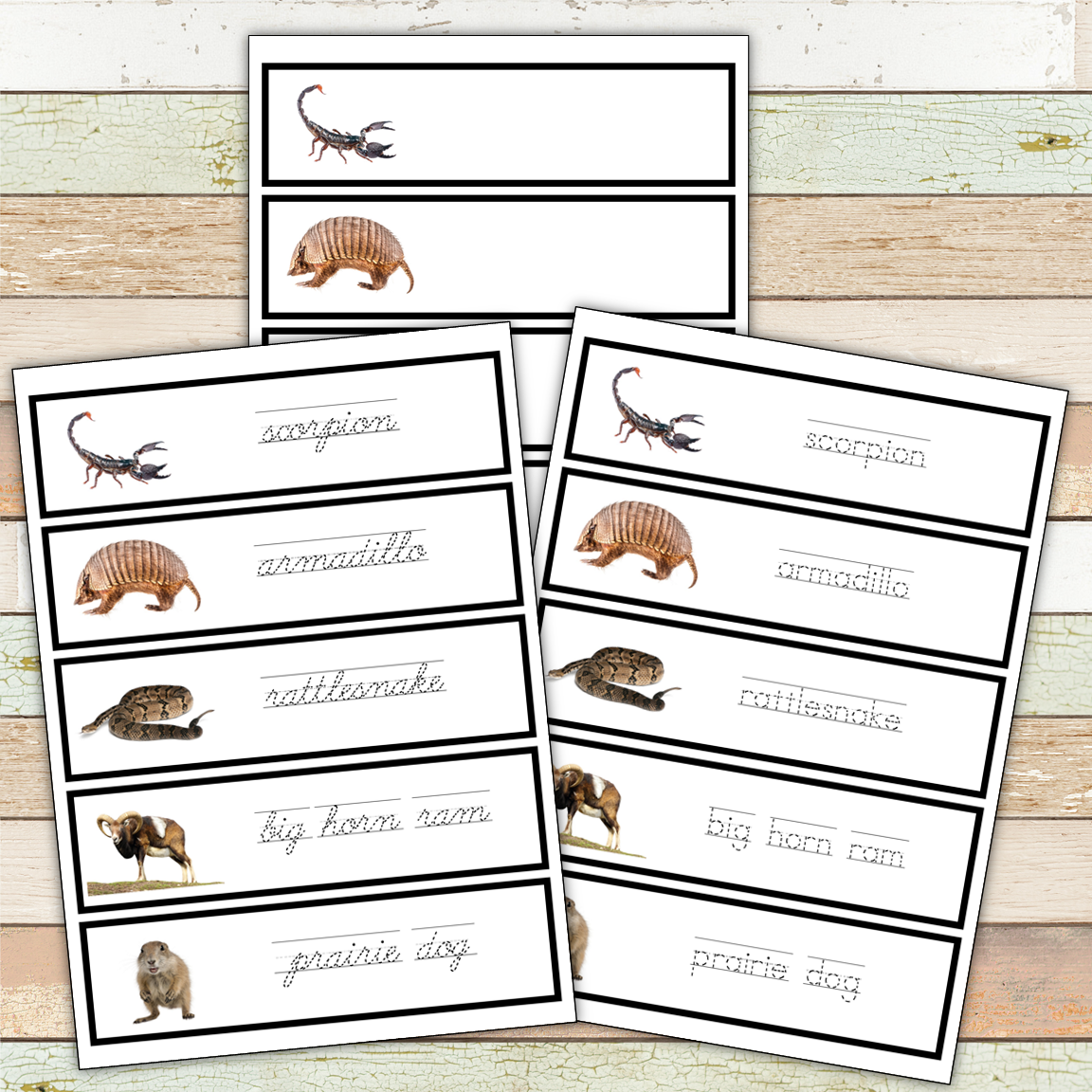 Montessori Desert Animals Toob 3 Part Cards