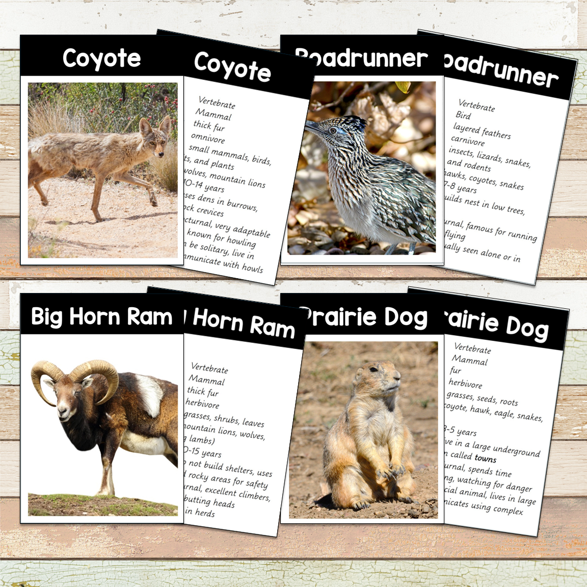 Montessori Desert Animals Toob 3 Part Cards