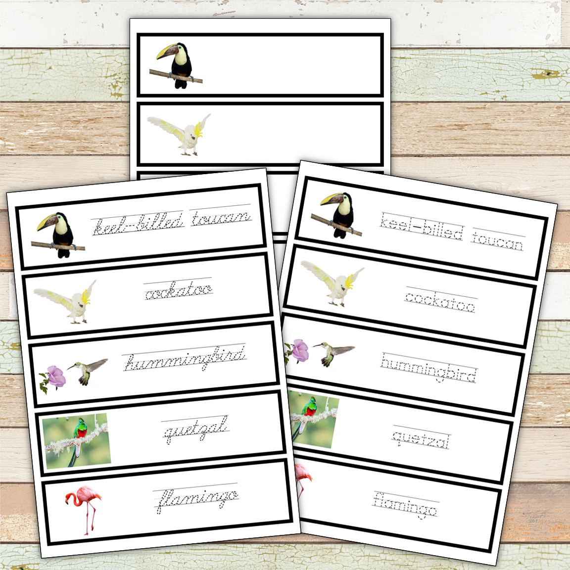Montessori Exotic Birds Toob 3 Part Cards