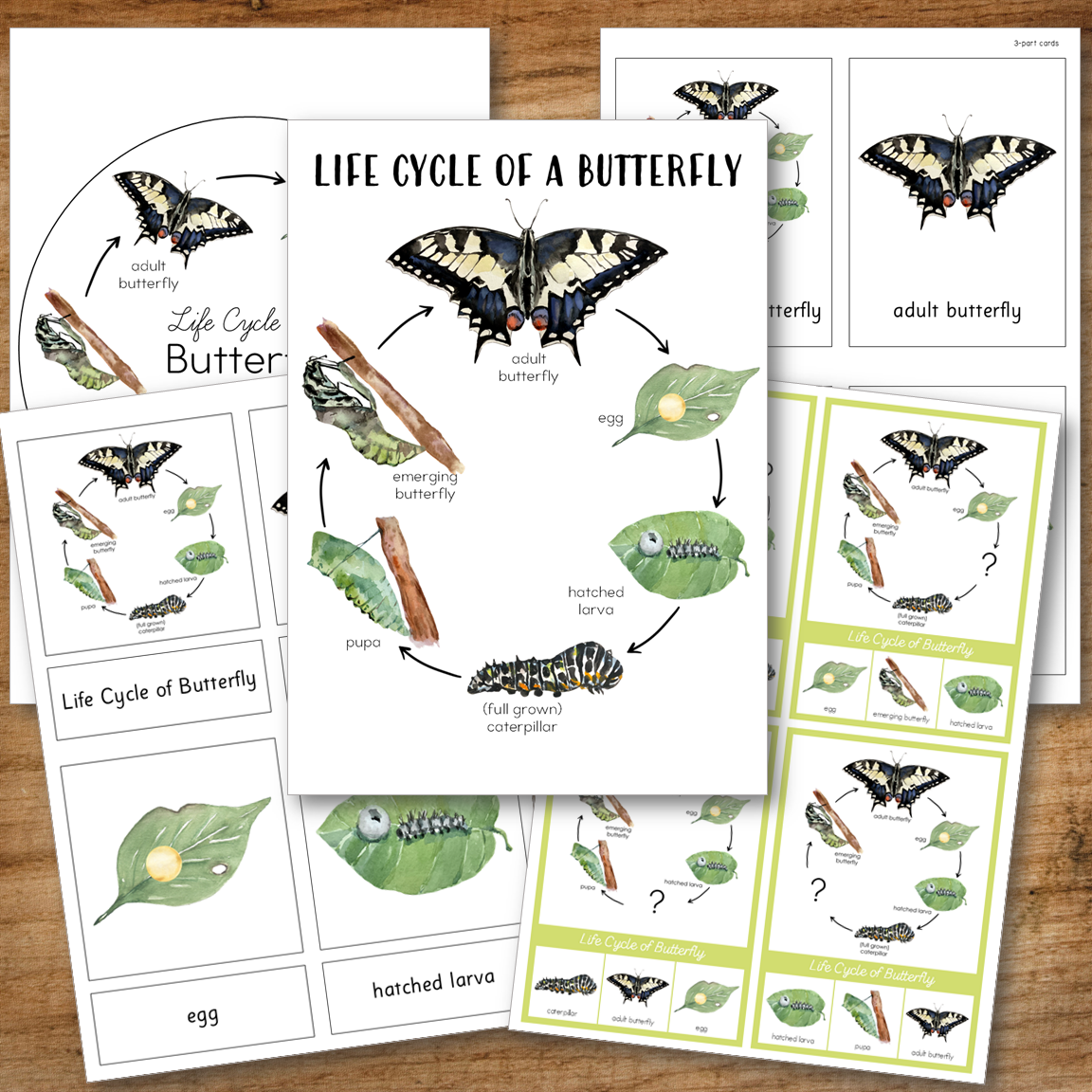 Butterfly Life Cycle Montessori Inspired