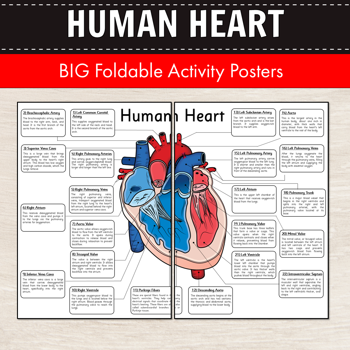 Human Heart Diagram - Big Foldable Activities