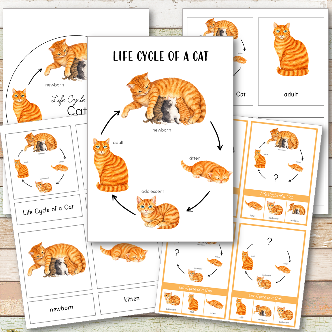 Cat Life Cycle - Montessori Inspired