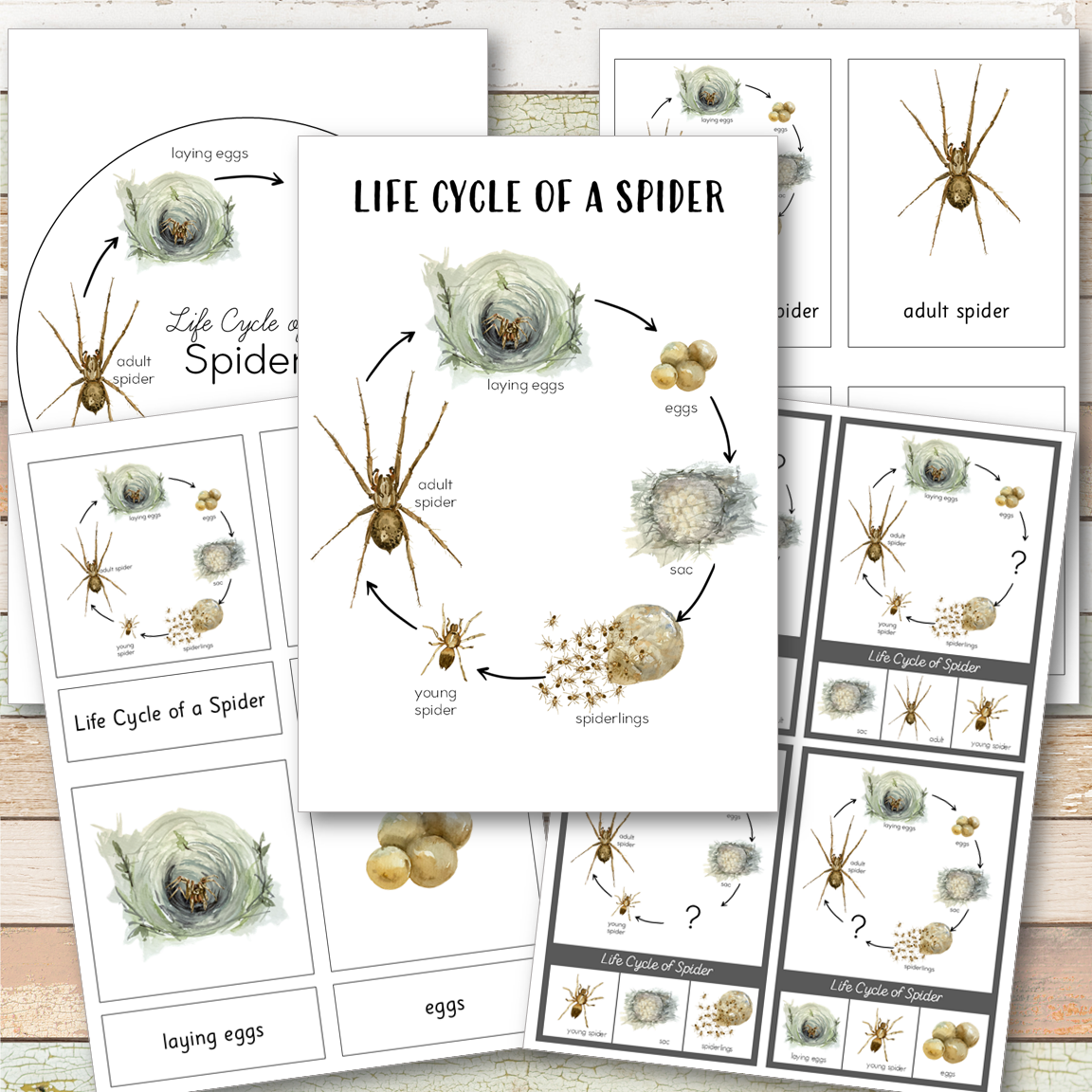 Spider Life Cycle Montessori Inspired