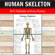 Human Skeleton Big Foldable Activity Posters