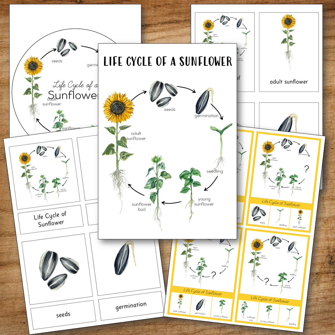 Sunflower Life Cycle Set - Montessori Inspired