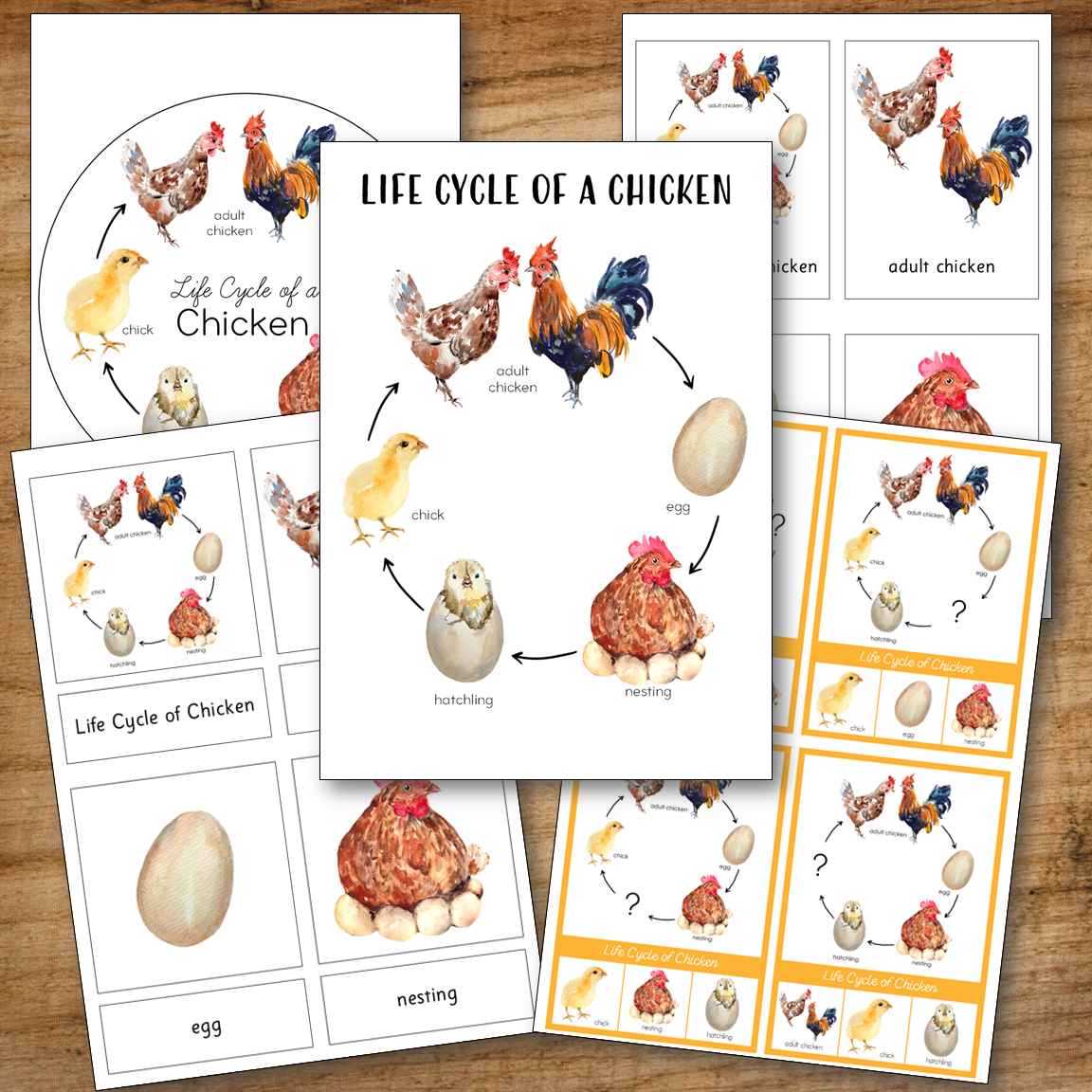 Chicken Life Cycle Montessori Inspired
