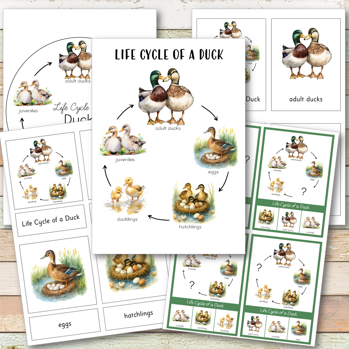 Duck Life Cycle Montessori Inspired