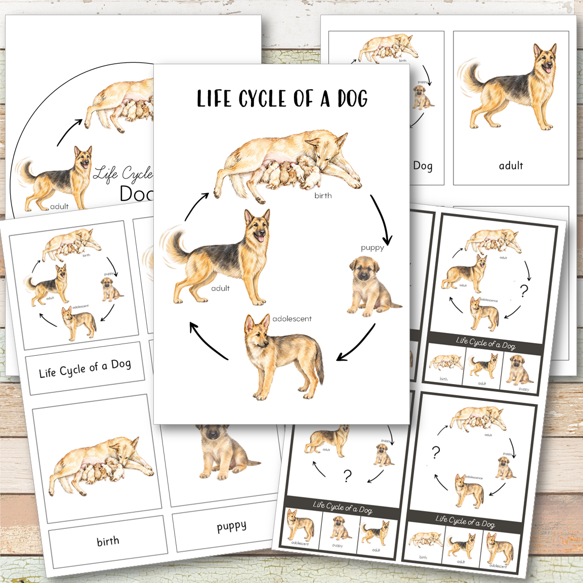 Dog Life Cycle - Montessori Inspired