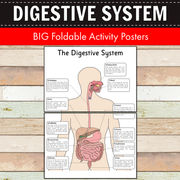 Digestive System Diagram - Big Foldable Activities