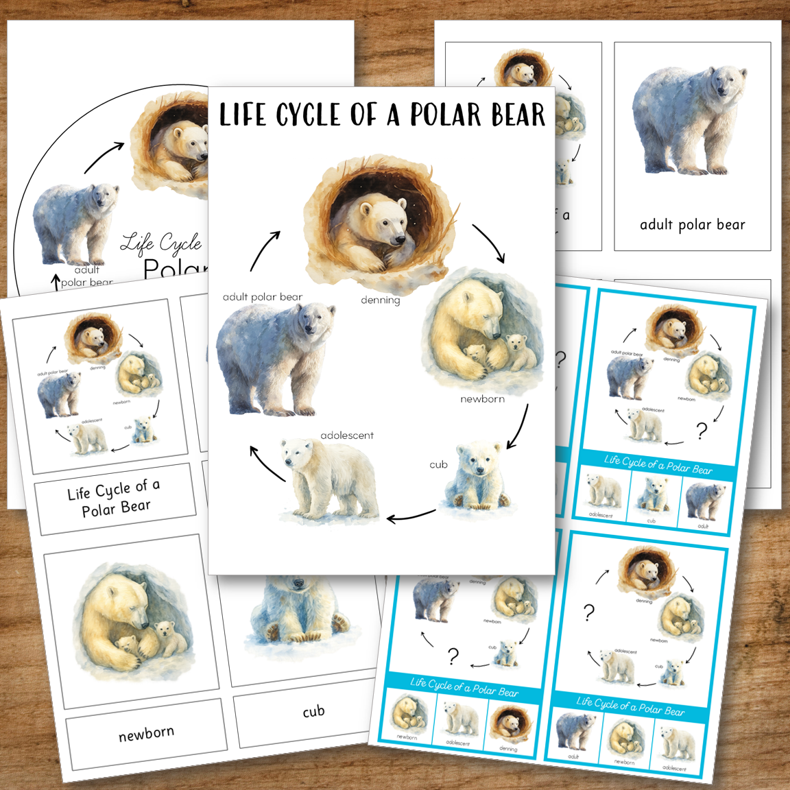 Polar Bear Life Cycle Montessori Inspired