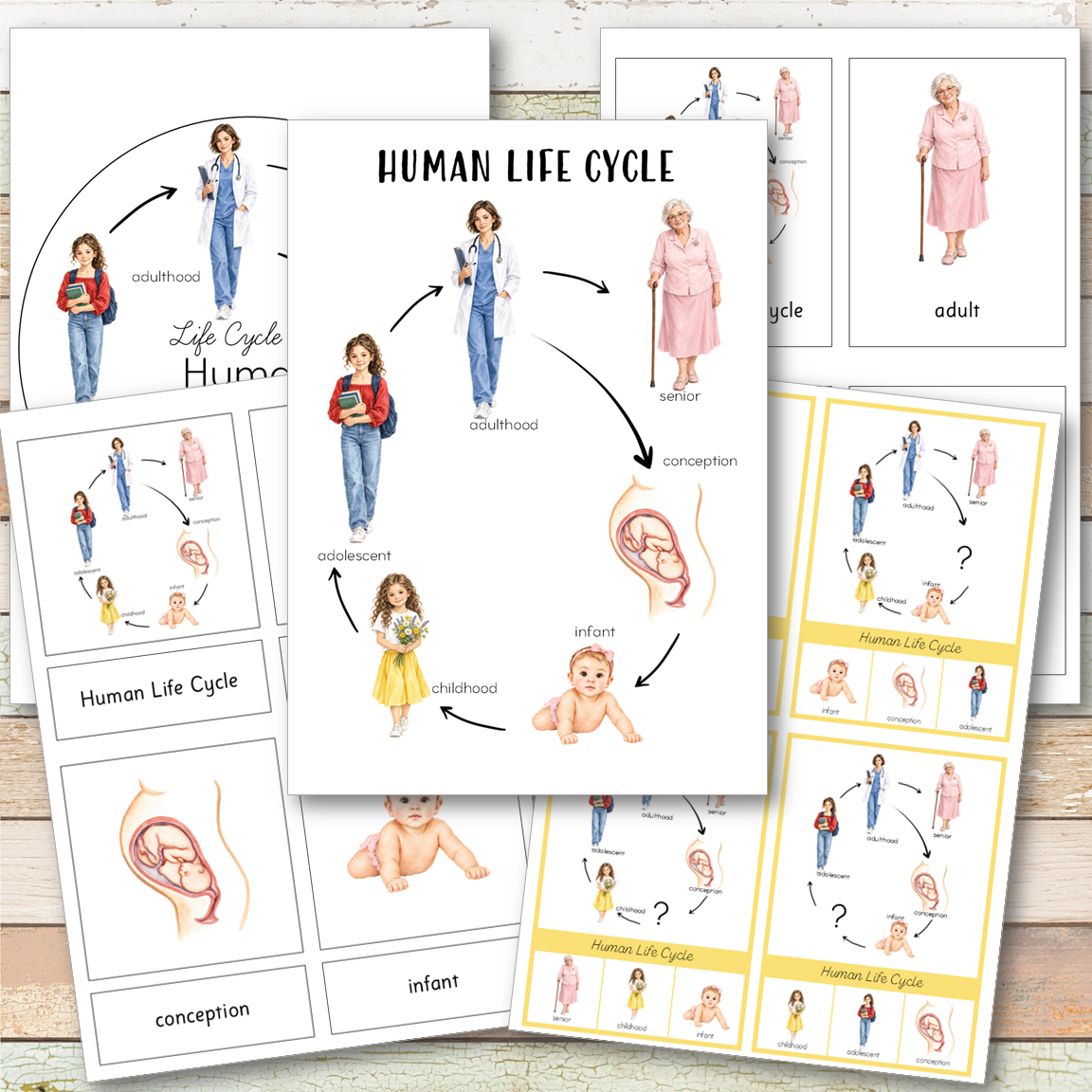 Human Female Life Cycle - Montessori Inspired