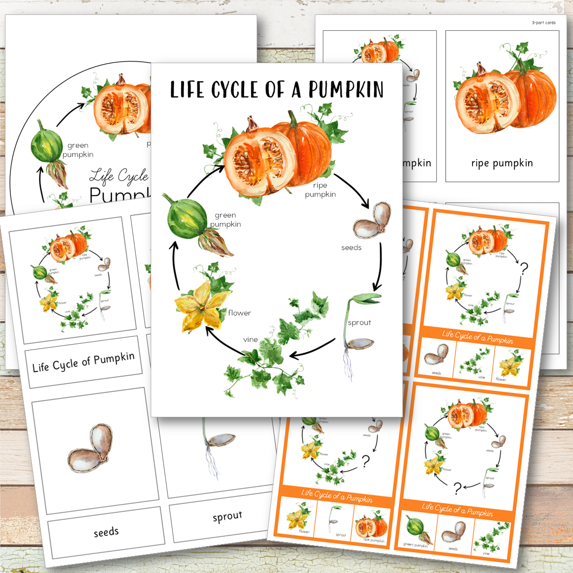Pumpkin Life Cycle Set - Preschool & Kindergarten