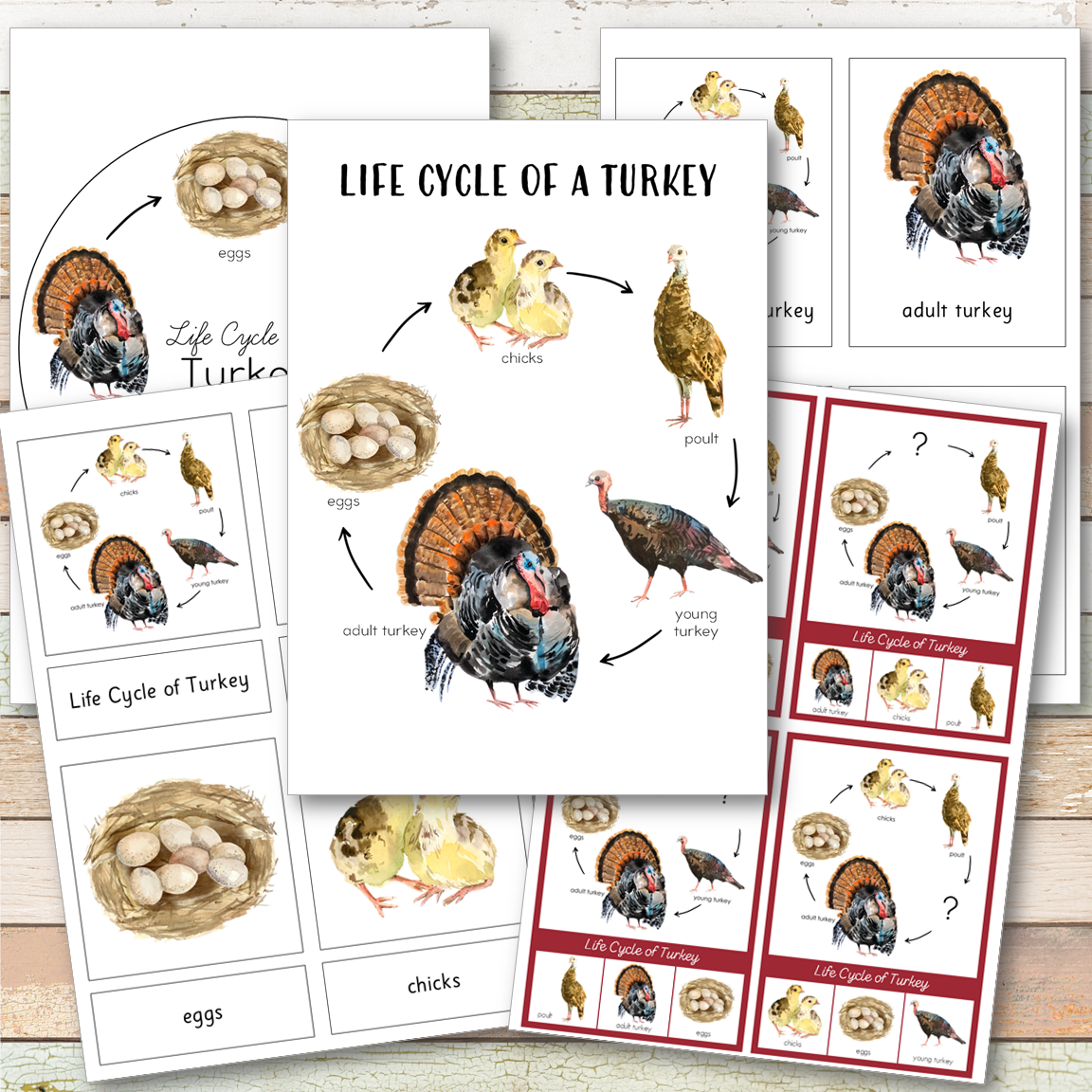 Turkey Life Cycle Montessori Inspired