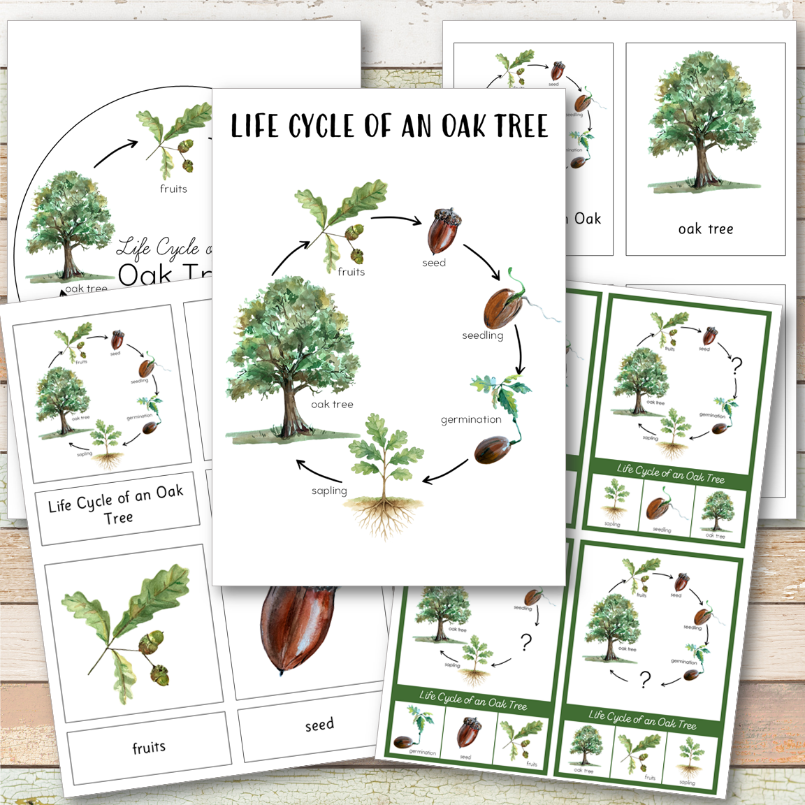 Oak Tree Life Cycle Montessori Inspired