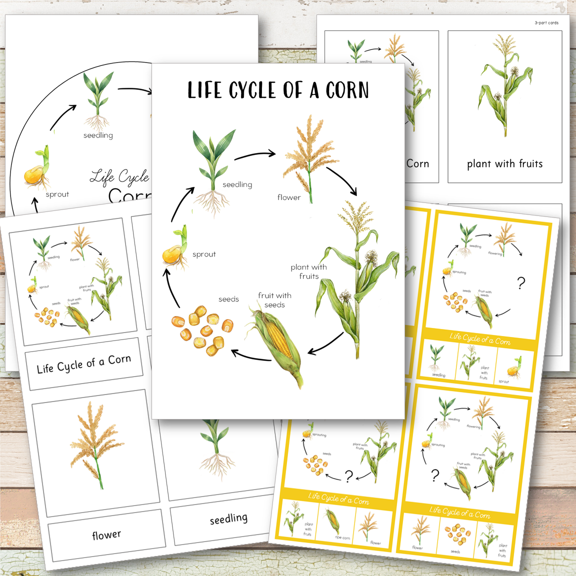 Corn Life Cycle - Montessori Inspired