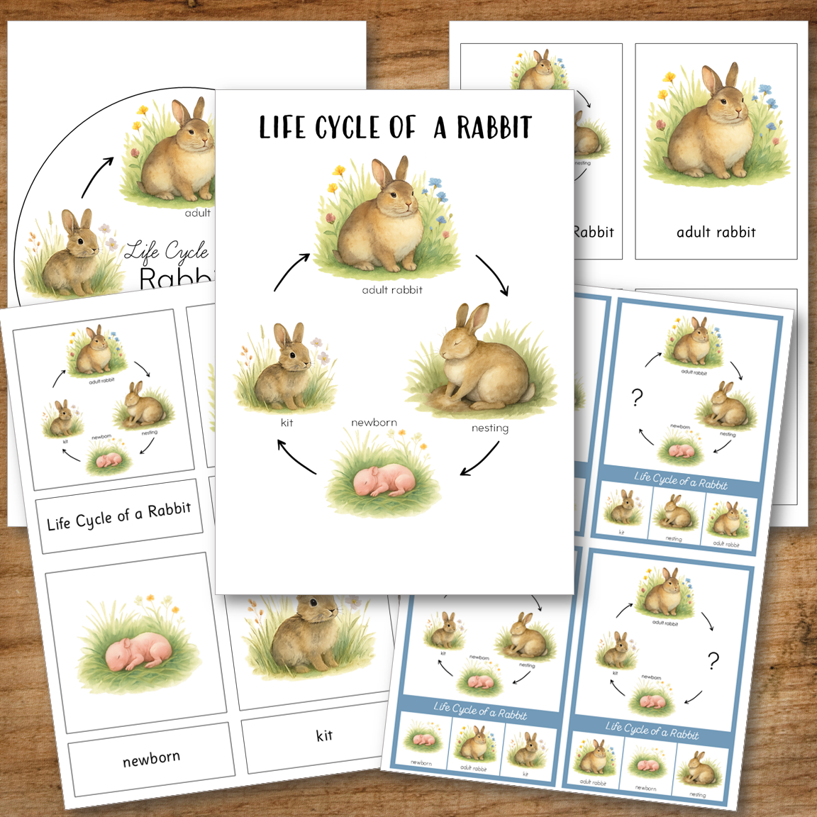 Rabbit Life Cycle Activity Set
