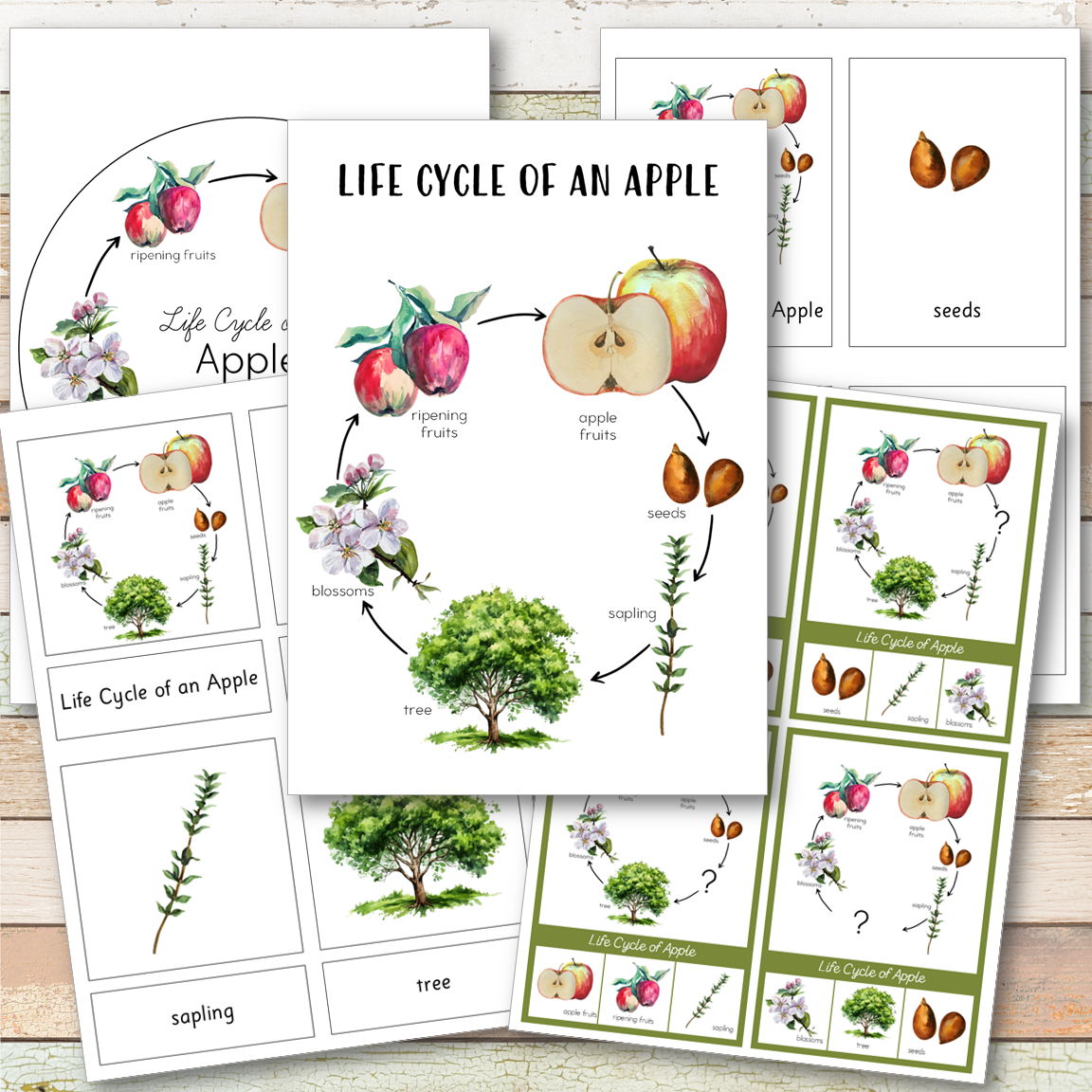 Apple Life Cycle Montessori Inspired