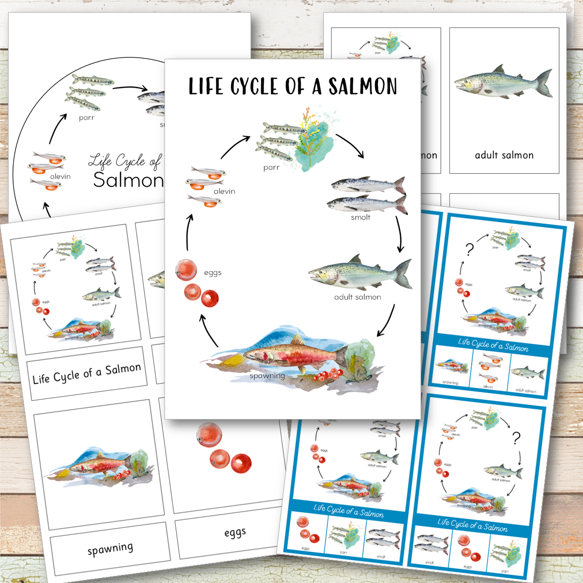 Salmon Life Cycle Activity Set