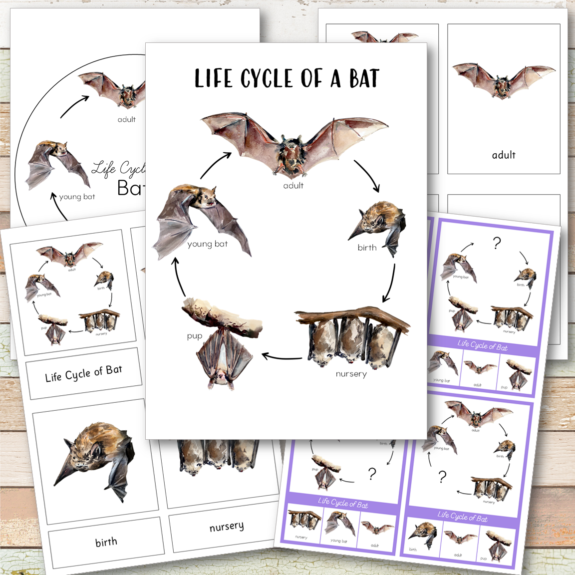 Bat Life Cycle Montessori Inspired