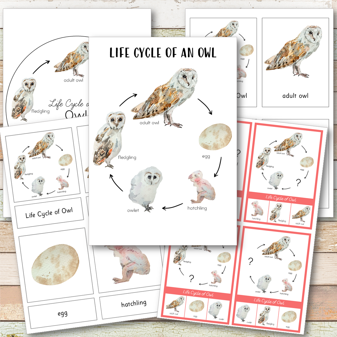 Owl Life Cycle Montessori Inspired