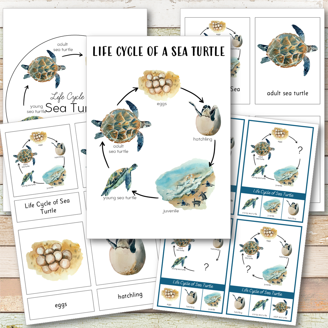 Sea Turtle Life Cycle Montessori Inspired