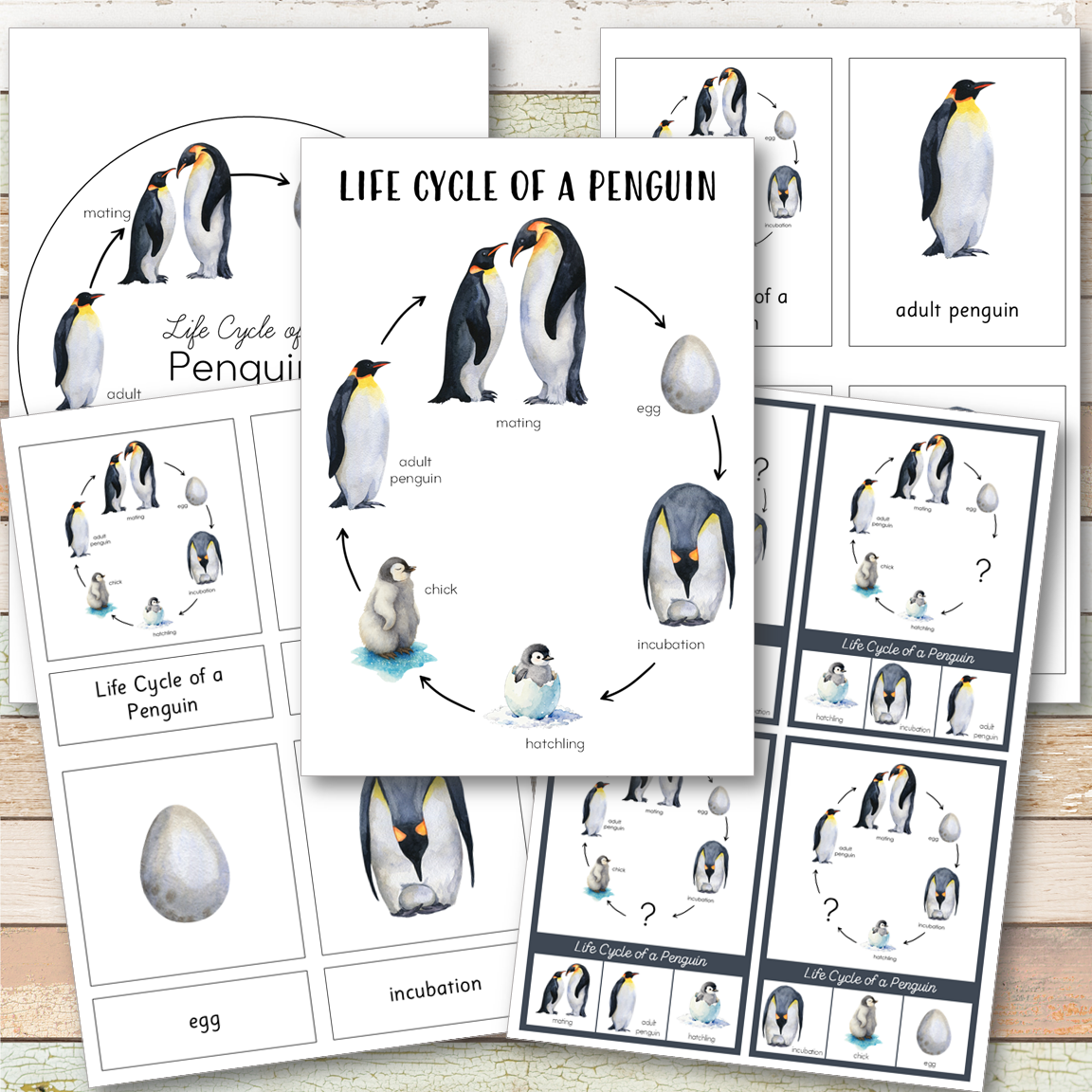 Penguin Life Cycle - Montessori Inspired
