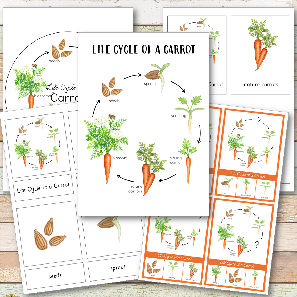 Carrot Life Cycle - Montessori Inspired