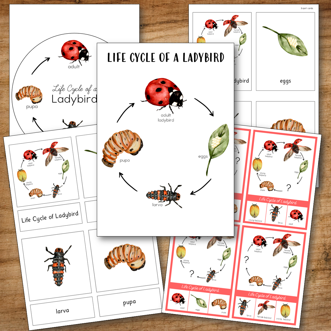 Ladybird Life Cycle - Montessori and Science Centers
