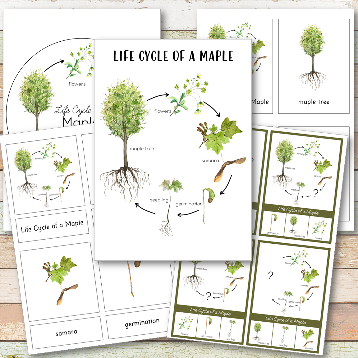 Maple Tree Life Cycle - Montessori Inspired