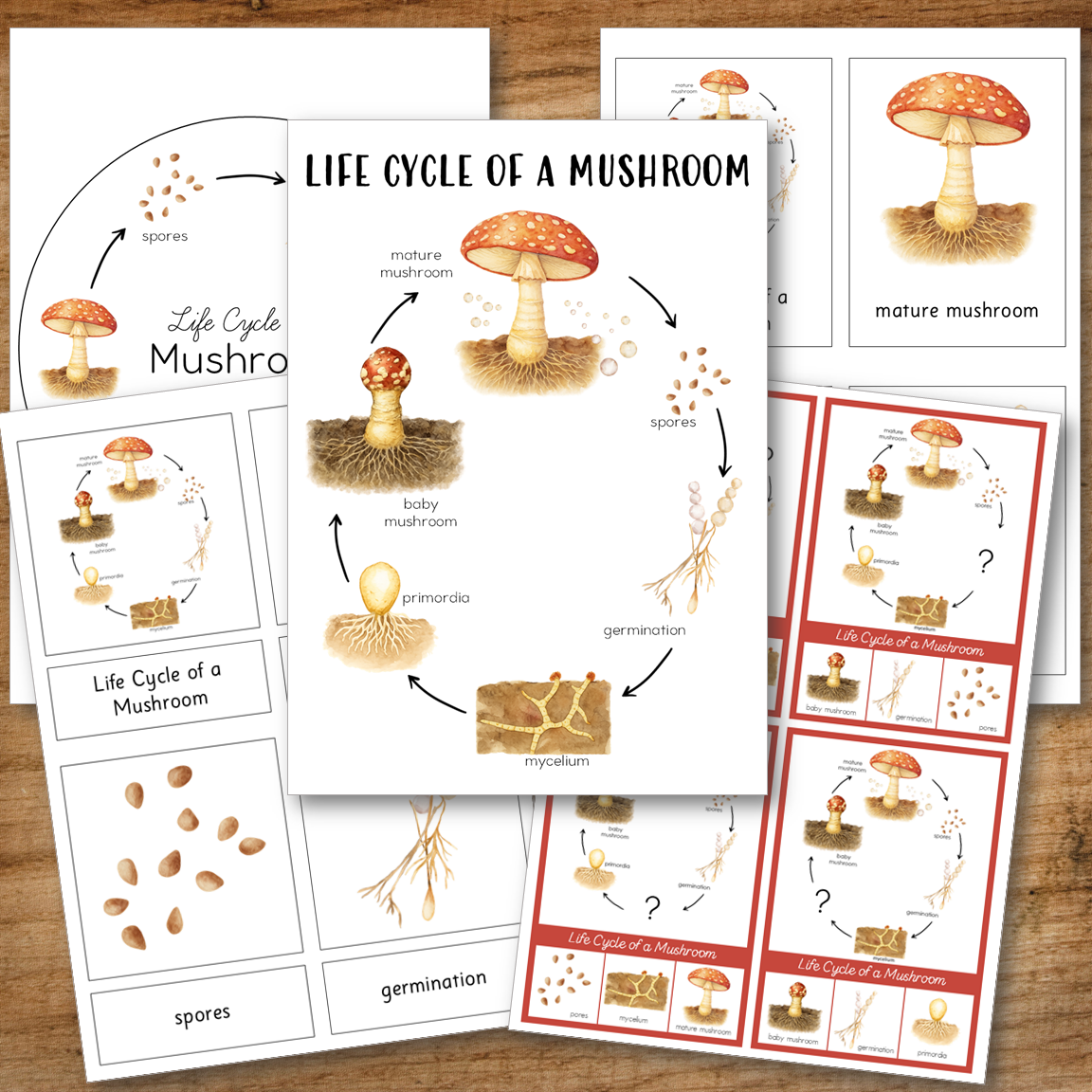 Mushroom Life Cycle Montessori Inspired