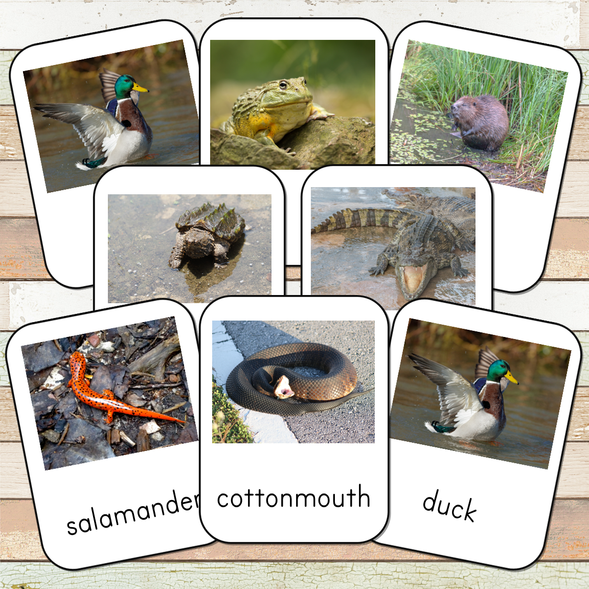 Montessori River Toob 3 Part Cards