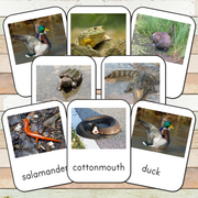 Montessori River Toob 3 Part Cards