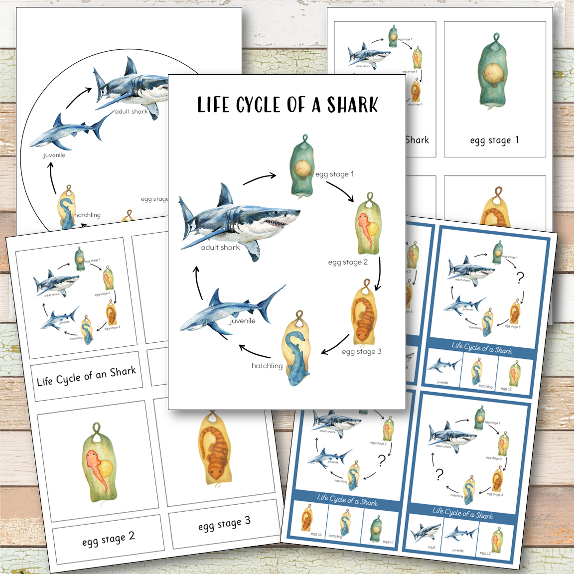 Shark Life Cycle Montessori Inspired