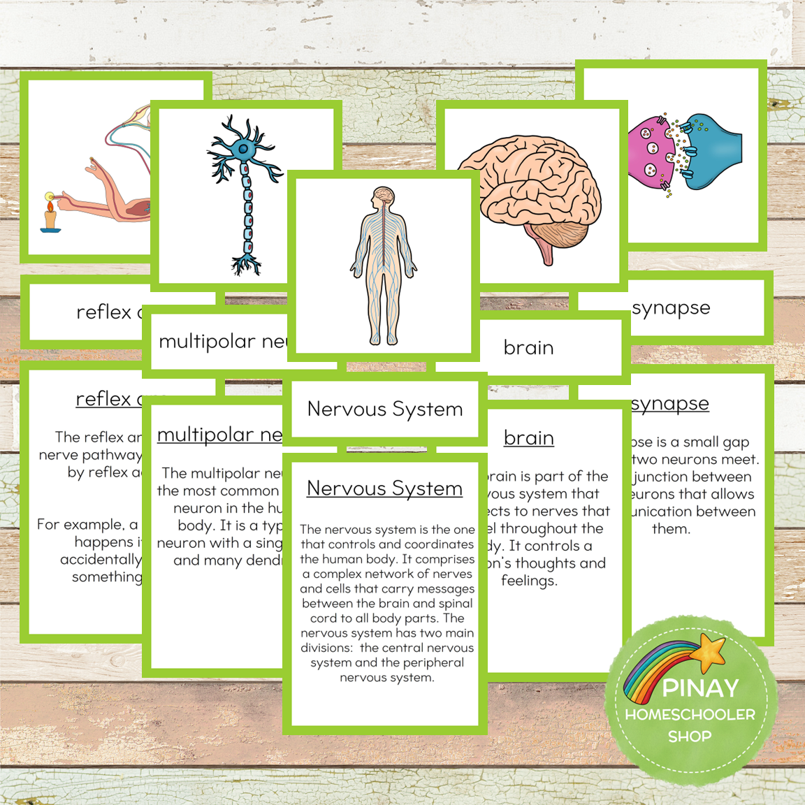 Nervous System Montessori Learning Pack – Pinay Homeschooler Shop