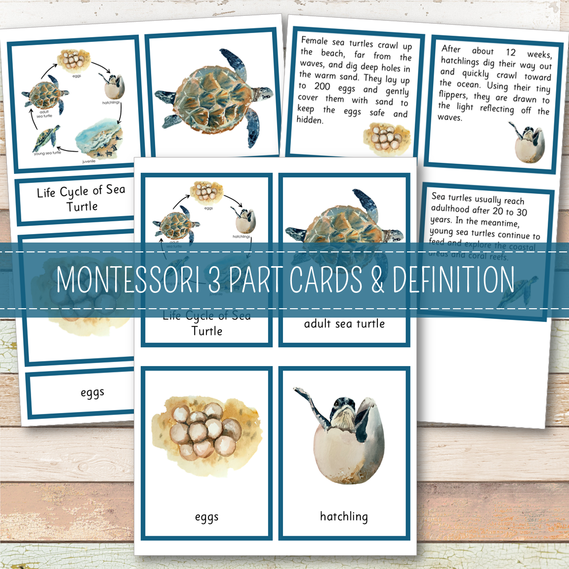 Sea Turtle Life Cycle Montessori Inspired
