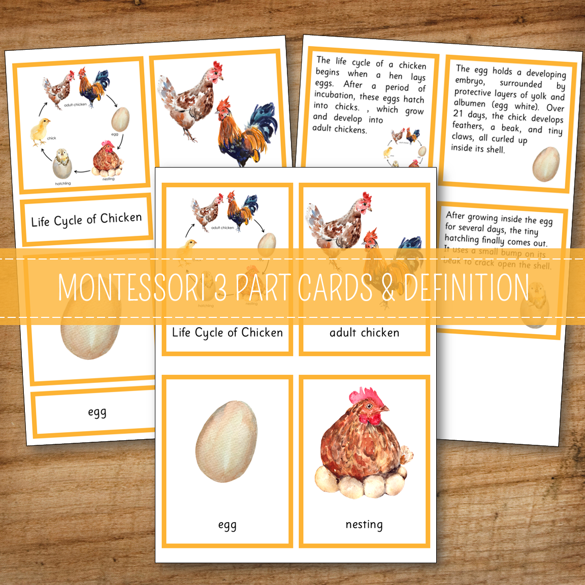 Chicken Life Cycle Montessori Inspired