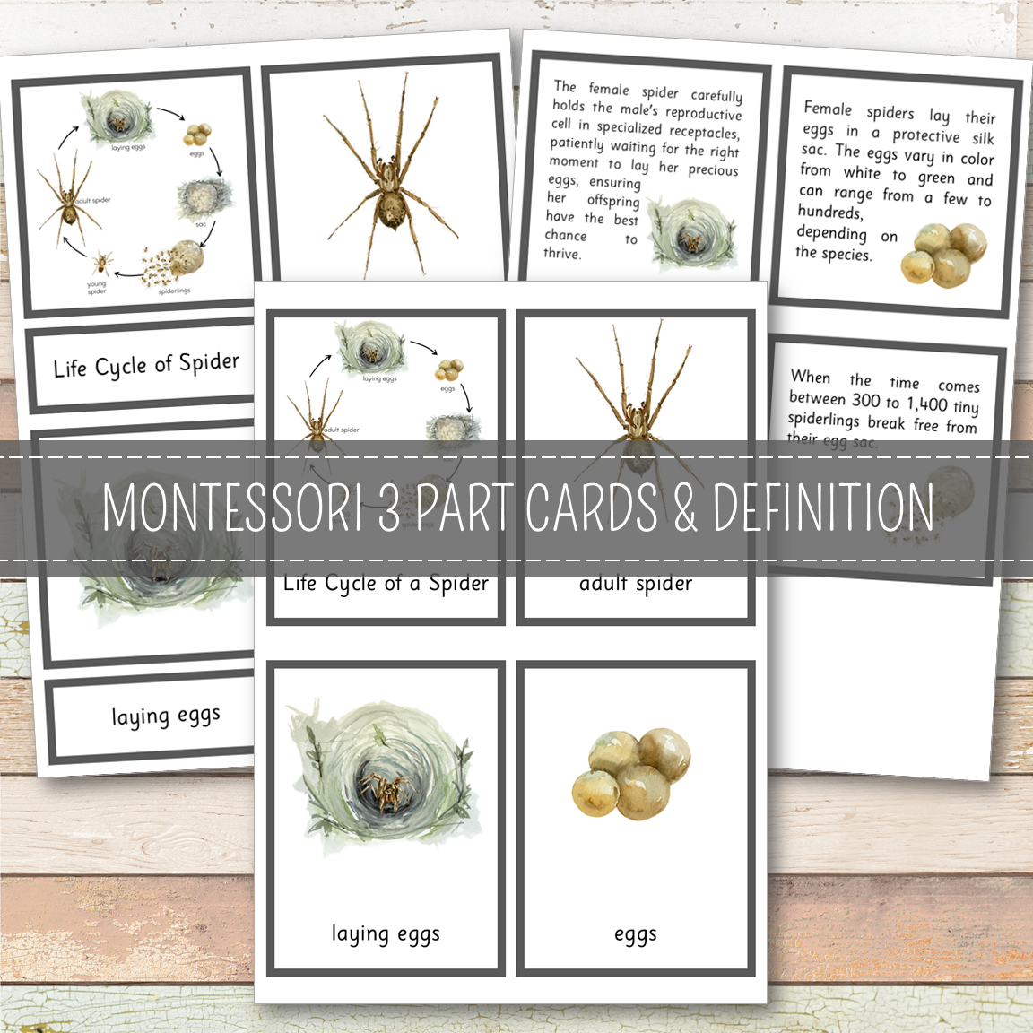 Spider Life Cycle Montessori Inspired