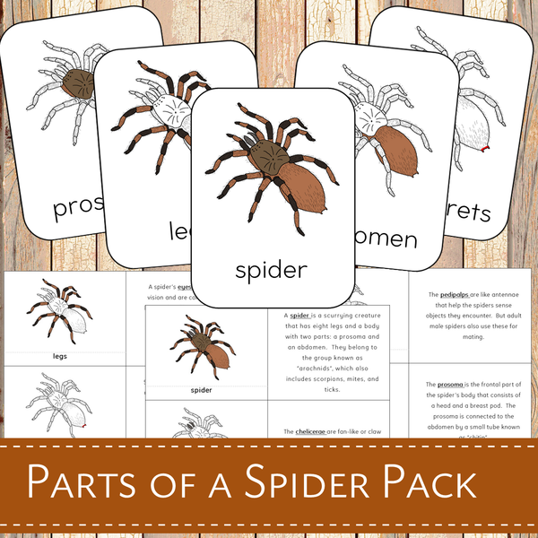 Montessori Parts of a Spider 3 Part Cards