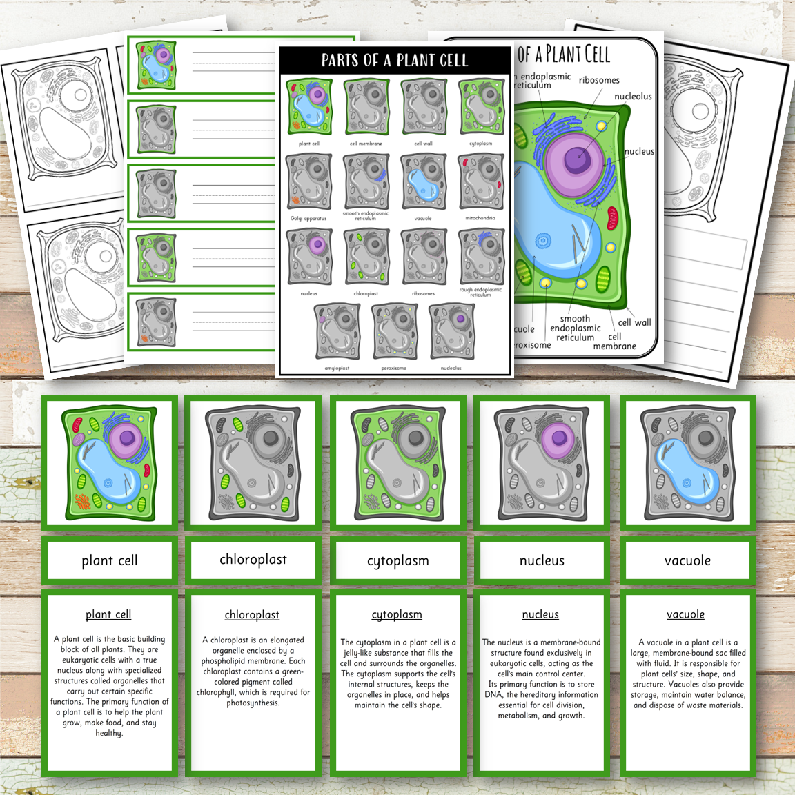 Parts of a Plant Cell Montessori 3 Part Cards | 4 Part Cards