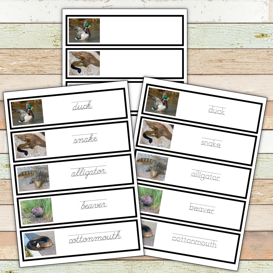Montessori River Toob 3 Part Cards