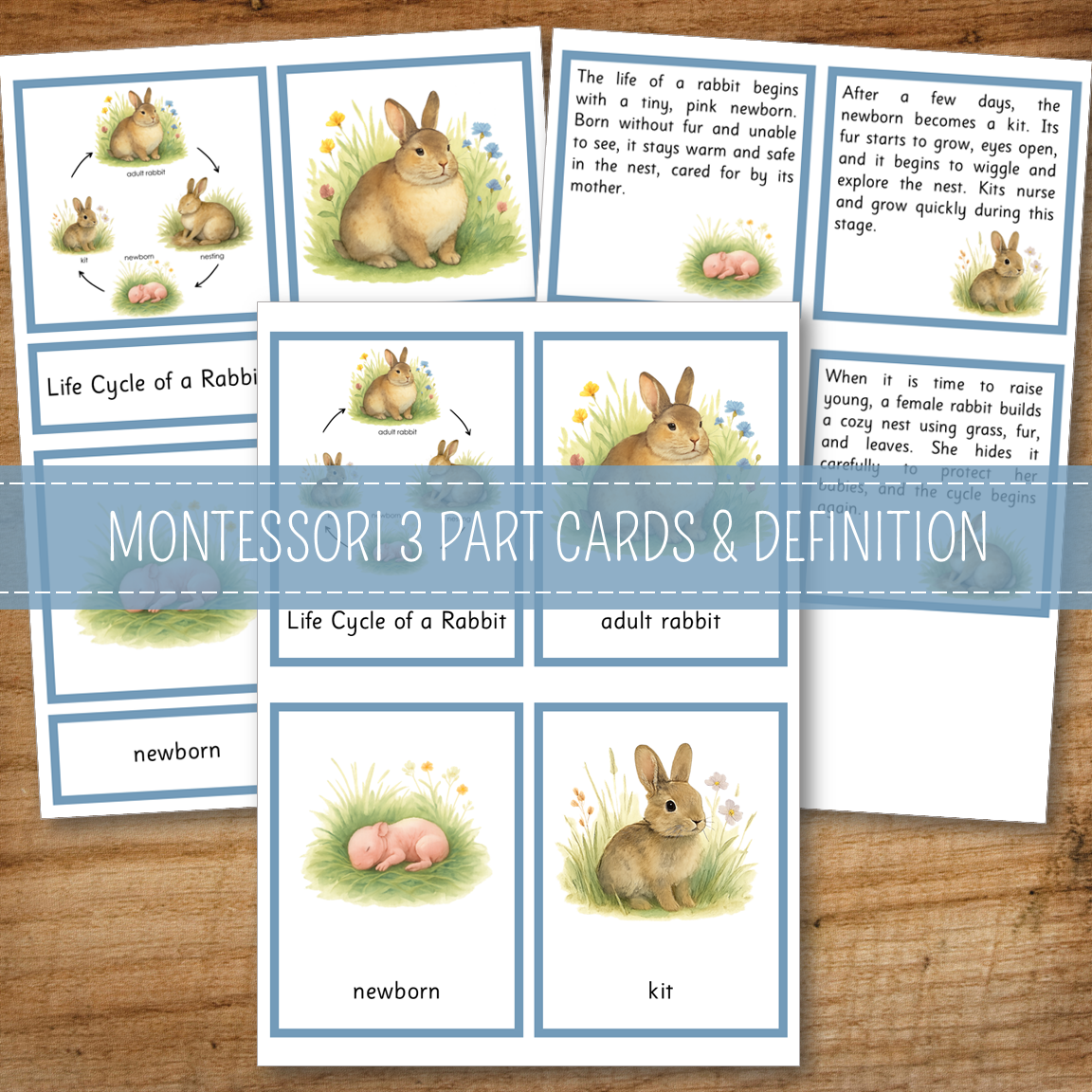 Rabbit Life Cycle Activity Set