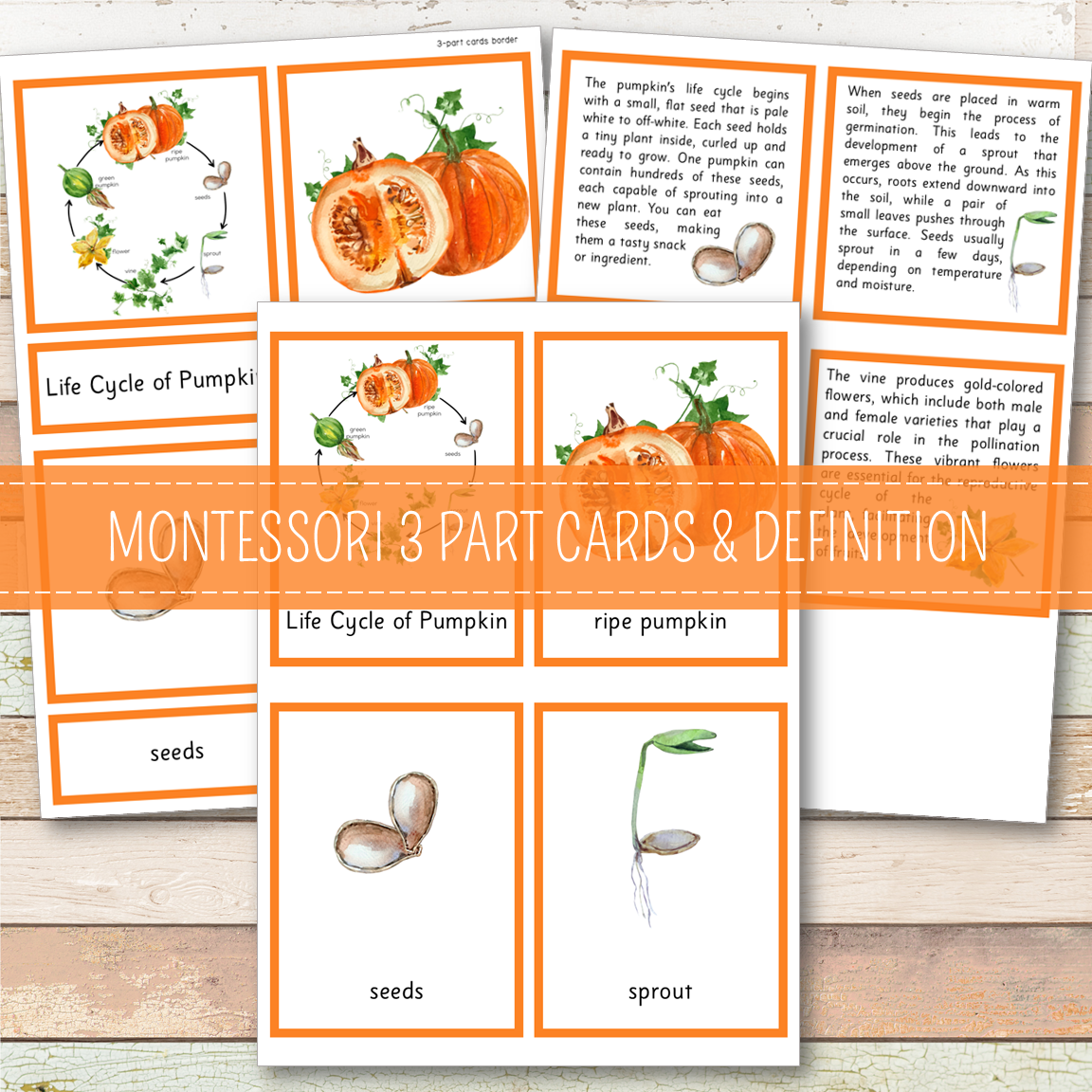 Pumpkin Life Cycle Set - Preschool & Kindergarten