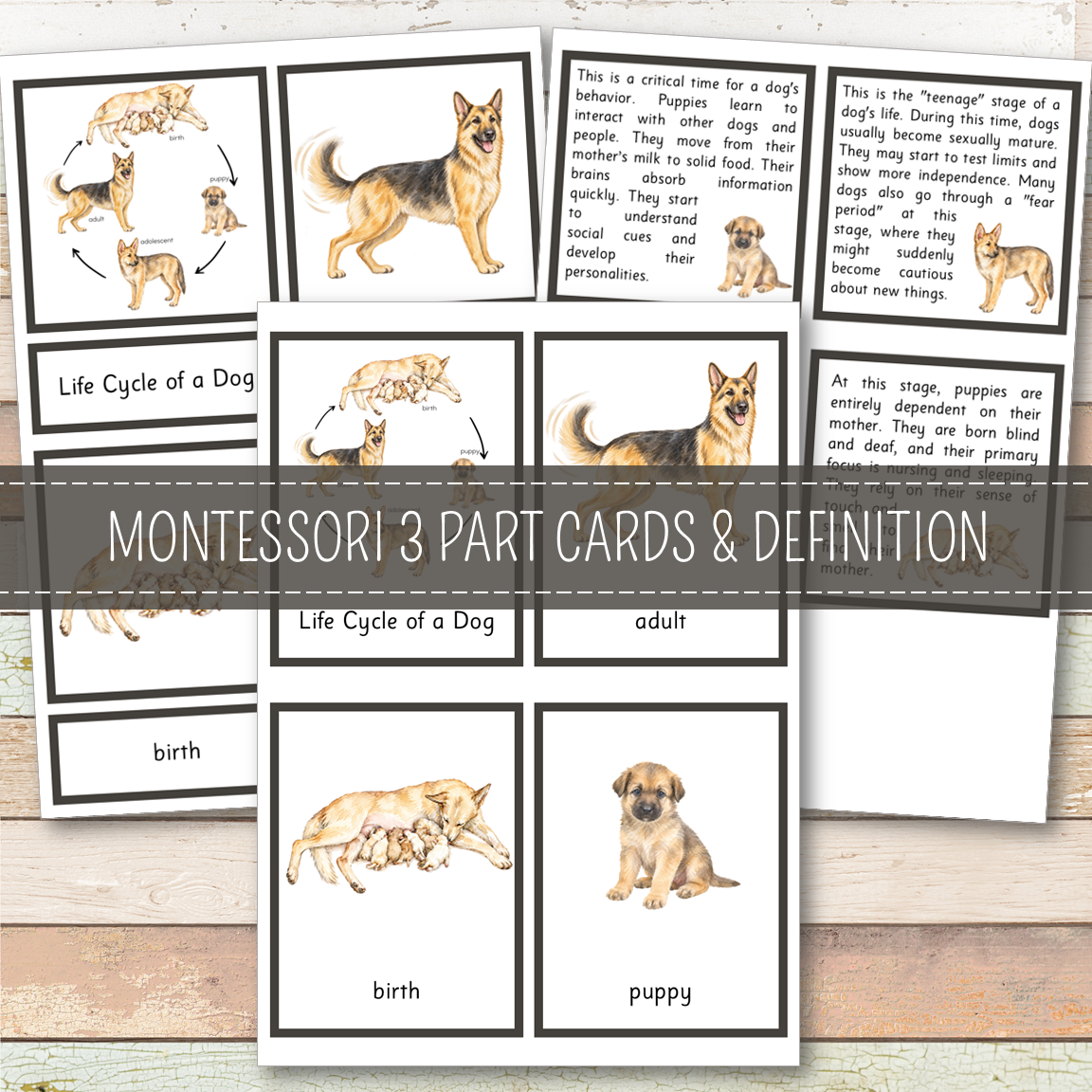 Dog Life Cycle - Montessori Inspired