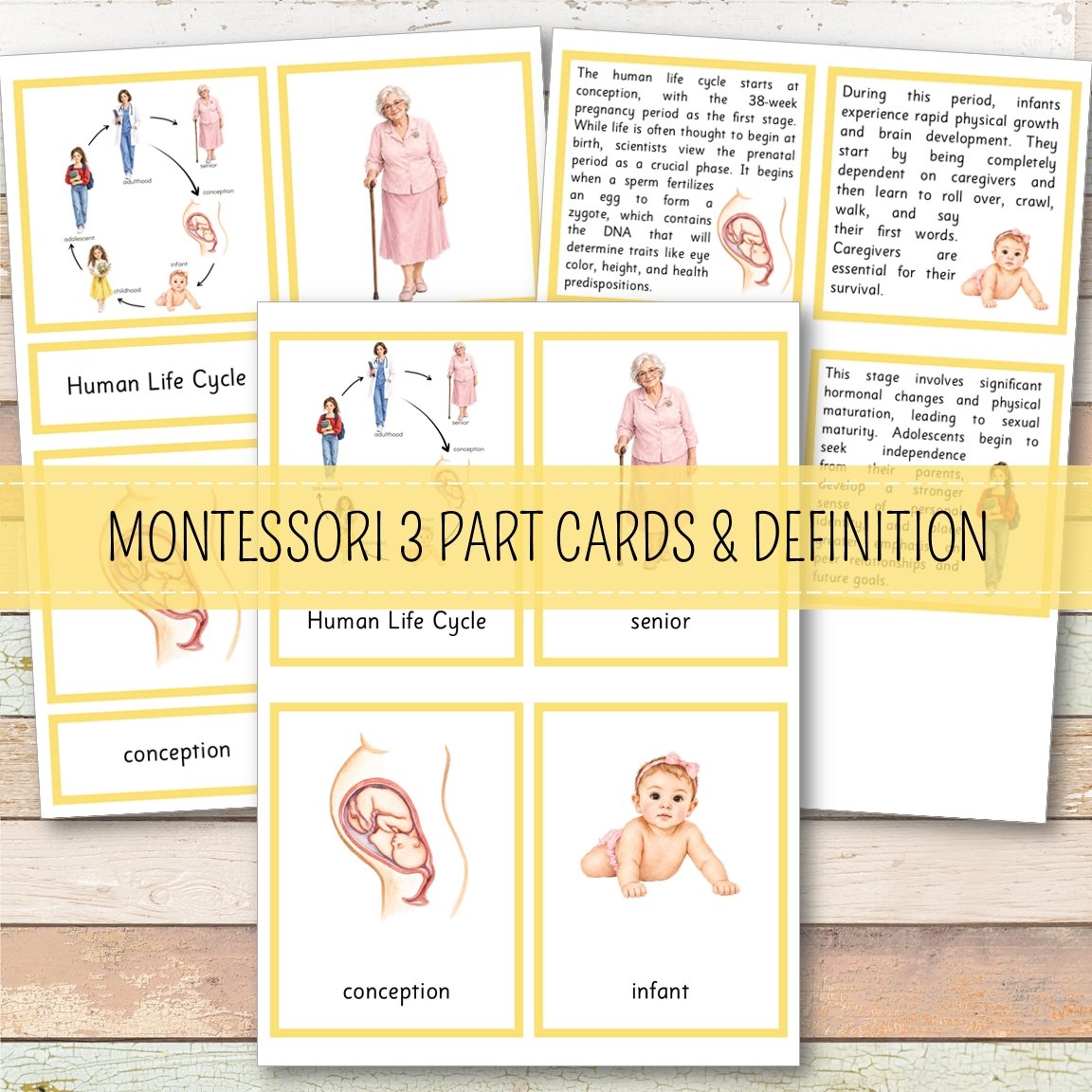Human Female Life Cycle - Montessori Inspired